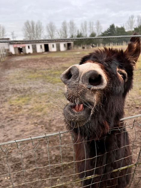 Funny portrait of a donkey smiling