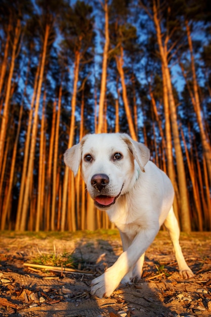 森の中のラブラドールの面白い肖像画。屋外の犬