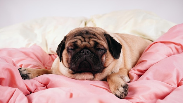 Funny portrait pug in human bed Poor sad sick bored dog concept Pet care and animals concept Text copy space