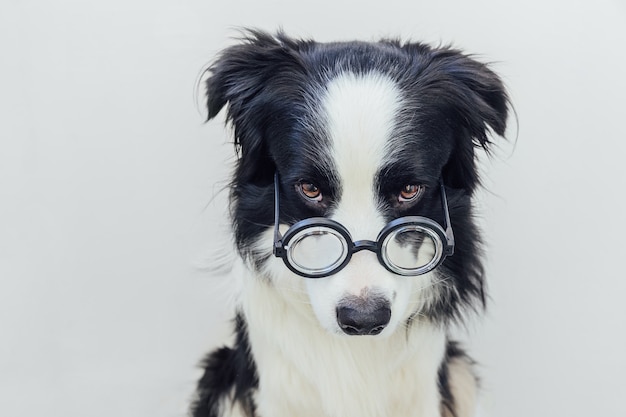 白い背景で隔離のコミカルな眼鏡の子犬の犬のボーダーコリーの面白い肖像画。学生教授の医者のように眼鏡を見つめる小さな犬。学校に戻る。クールなオタクスタイル。面白いペット。