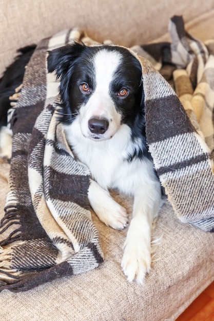 Funny portrait of puppy dog border collie lying on couch