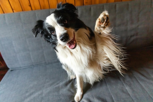 Funny portrait of puppy dog border collie waving paw sitting on couch Cute pet dog resting on sofa at home indoor Funny emotional dog cute pose Dog raise paw up