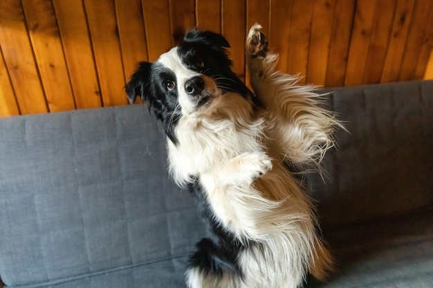 Funny portrait of puppy dog border collie waving paw sitting on\
couch cute pet dog resting on sofa at home indoor funny emotional\
dog cute pose dog raise paw up