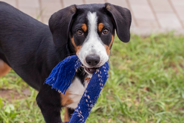 Foto divertente ritratto di un cucciolo che tiene in bocca un colorato giocattolo di corda