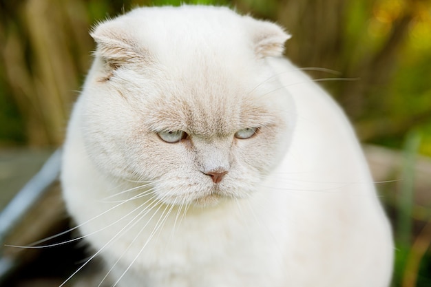 Funny portrait of short-haired domestic white kitten on green backyard