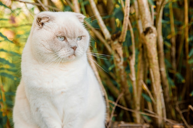 Funny portrait of short-haired domestic white kitten