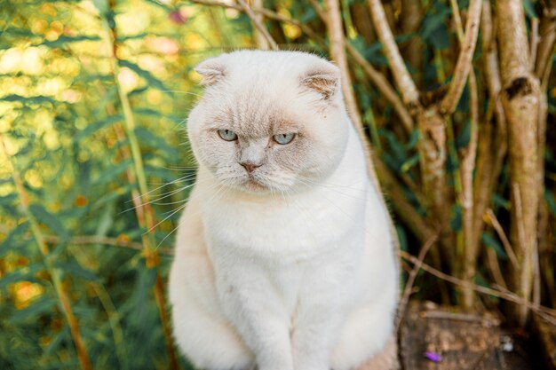 Funny portrait of short-haired domestic white kitten