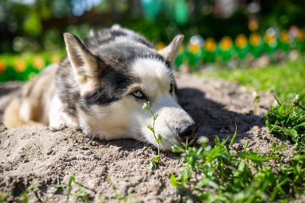 Funny portrait of a Siberian Husky female lying on the ground on a summer day A cute dog wallpaper