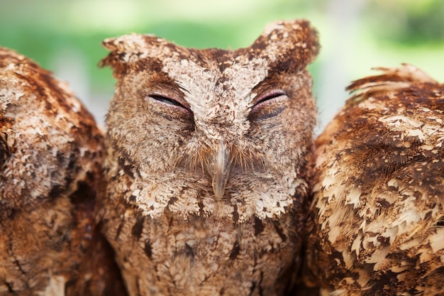 Funny portrait of sleepy baby owl with closed eyes sitting on perch side by side among group of another birds.