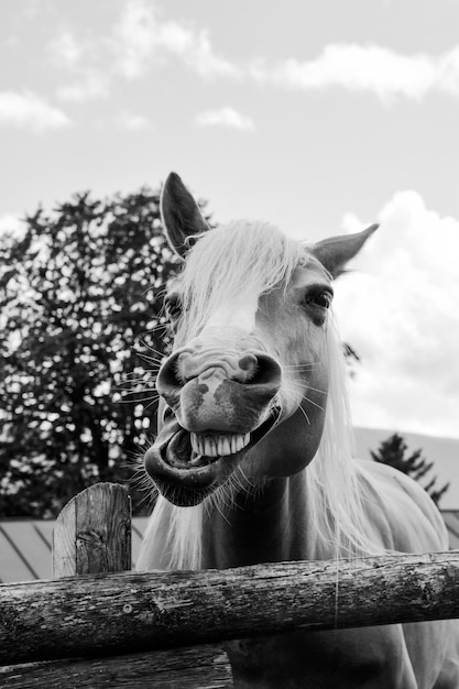 Photo funny portrait of a smiling horse against the background of the summer sky in a farm ranch pet therapy and horse therapy concept black and white version