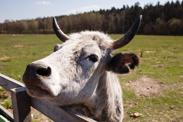 Funny portrait of white cow on the farm