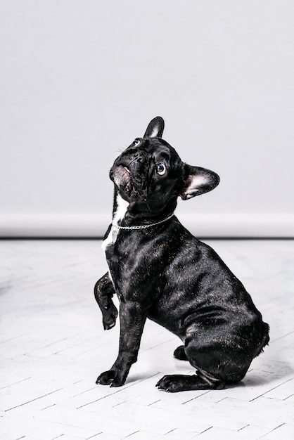 Funny portraits of black french bulldog