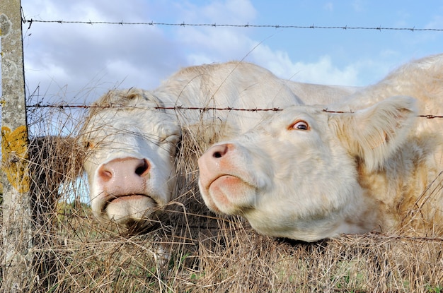 Funny portraits of cows