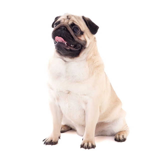 Photo funny pug dog sitting isolated on white background