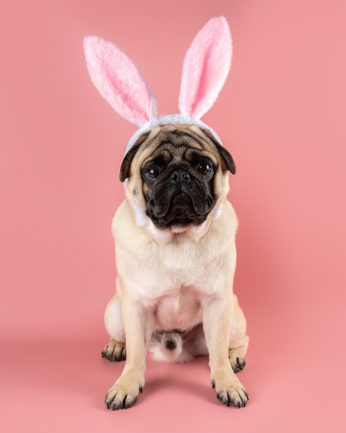 Смешная собака мопса носить уши пасхального кролика на розовом фоне.