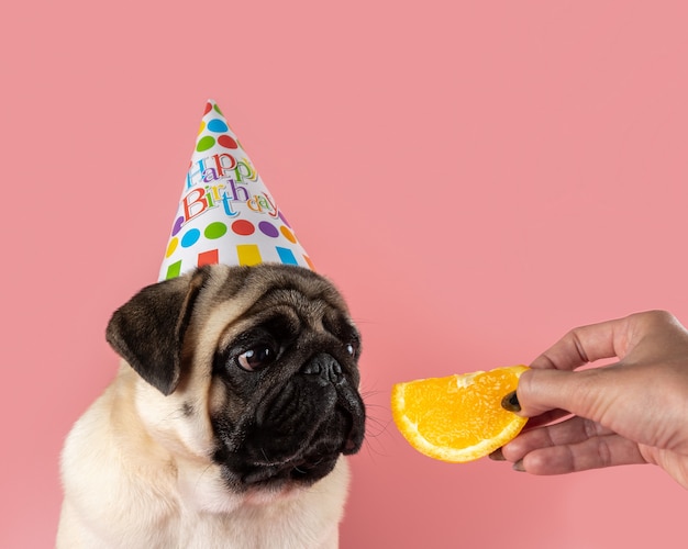 ピンクの背景にオレンジ色のお誕生日おめでとう帽子をかぶっている面白いパグ犬。