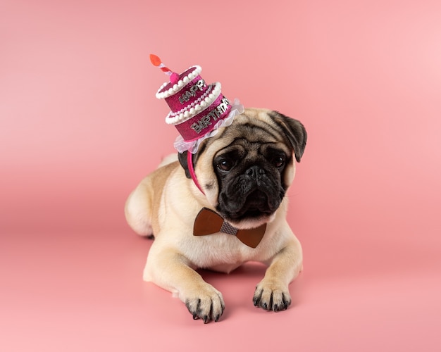 ピンクのお誕生日おめでとう帽子をかぶっている面白いパグ犬 プレミアム写真