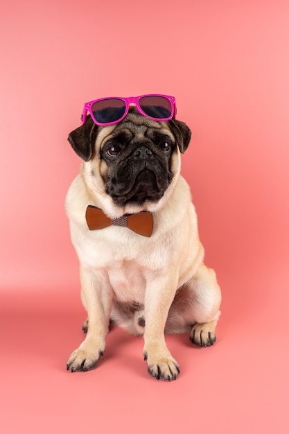 Funny Pug dog with pink glasses on pink background.