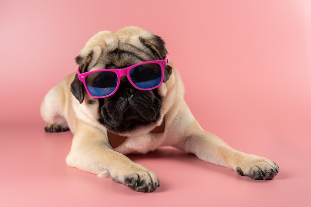 Funny Pug dog with pink glasses on pink wall