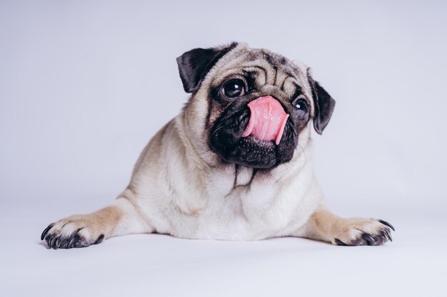 Funny pug puppy on white background