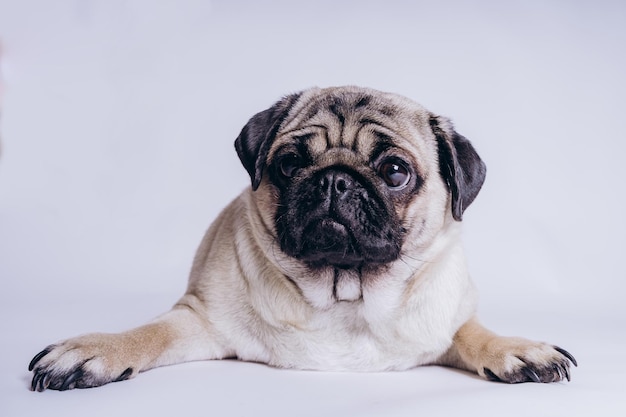 Funny pug puppy on white background