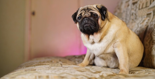 Funny pug sitting on the couch at home Cute dog resting on the couch