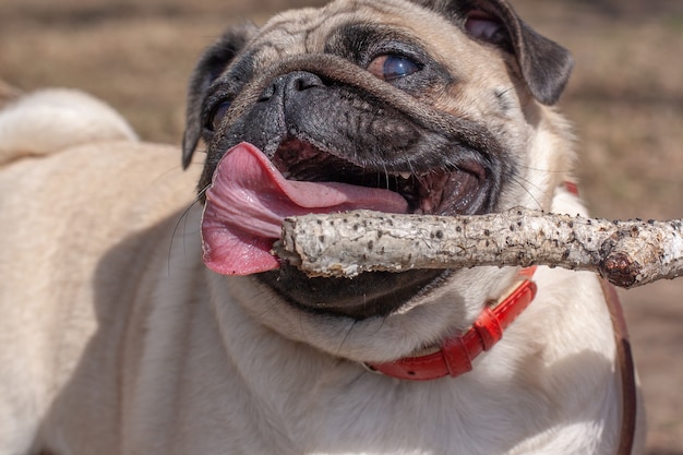 Funny pug with open mouth and long tongue