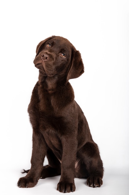 Funny puppy of 3 months old chocolate colored labrador breed sitting looking attentively towards camera on white background Vertical image.