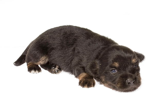 Funny puppy Chihuahua poses on a white background