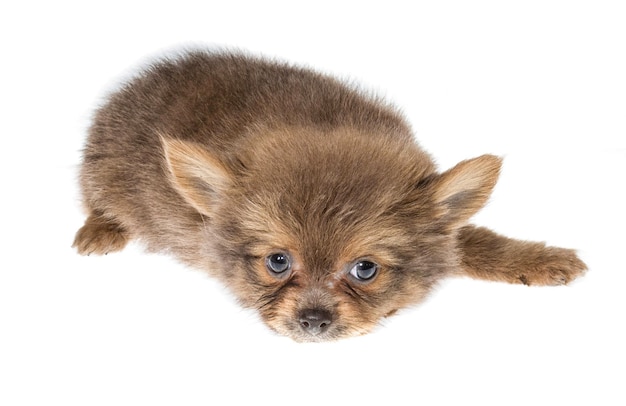 Funny puppy Chihuahua poses on a white background