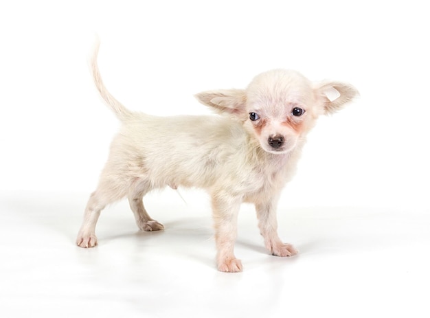 Funny puppy Chihuahua poses on a white background