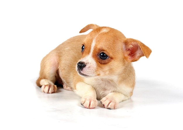 Funny puppy Chihuahua poses