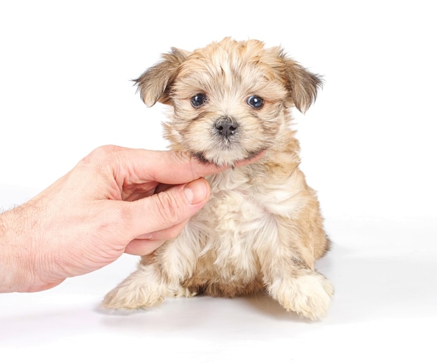 面白い子犬チワワのポーズ