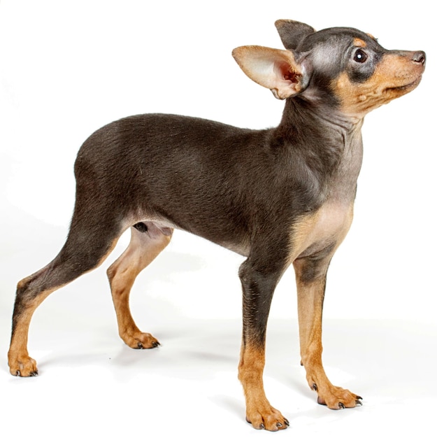 Funny puppy Chihuahua poses