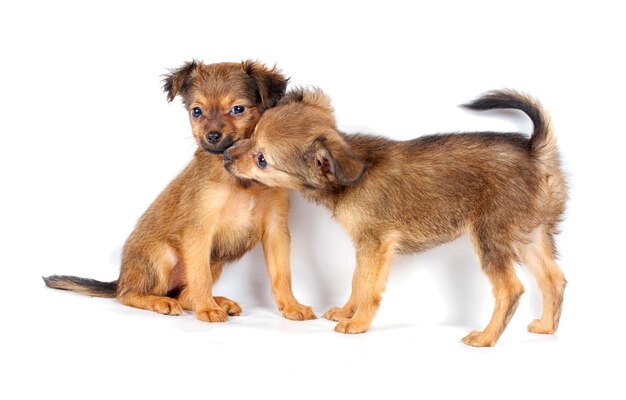 面白い子犬チワワのポーズ