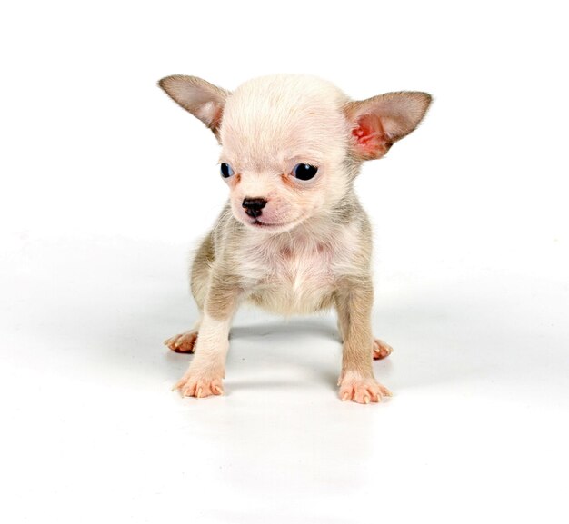 Photo funny puppy chihuahua poses