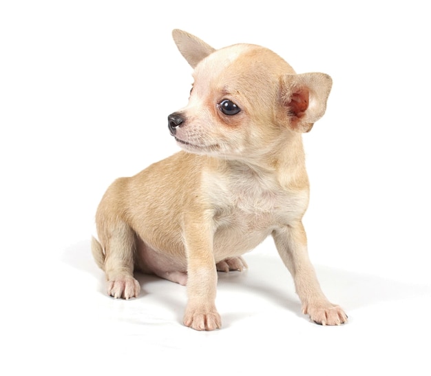 Funny puppy Chihuahua poses