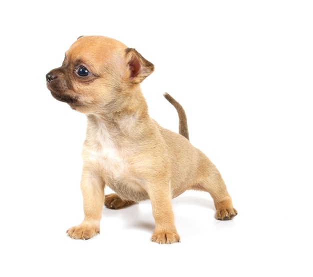 Photo funny puppy chihuahua poses