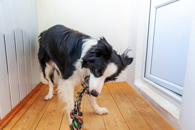 Funny puppy dog border collie holding colourful rope toy in mouth