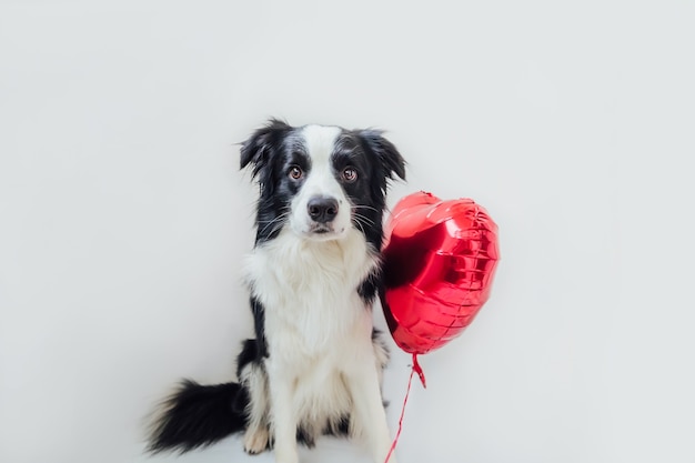 Funny puppy dog border collie holding red heart balloon in paw isolated on white background