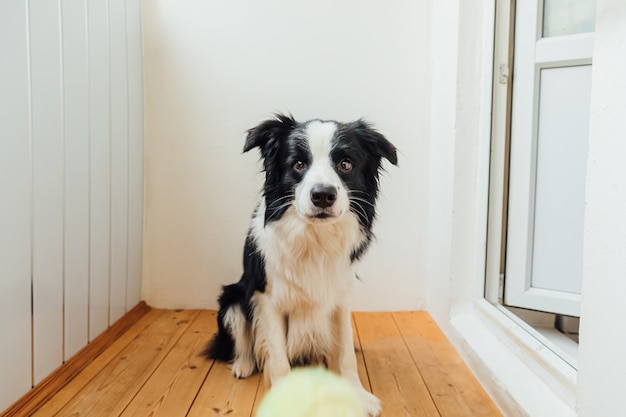 Funny puppy dog border collie holding toy ball in mouth