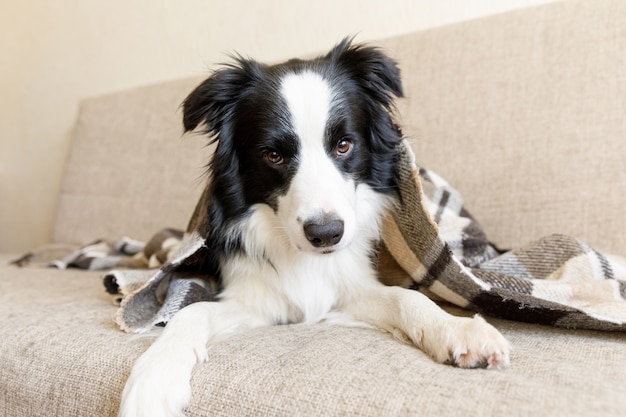 Funny puppy dog border collie lying on couch under plaid indoor