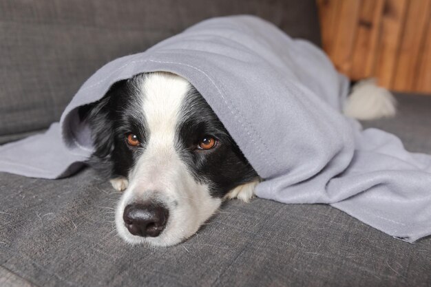 Funny puppy dog border collie lying on couch under plaid indoors Little pet dog at home keeping warm hiding under blanket in cold fall autumn winter weather Pet animal life Hygge mood concept