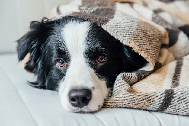 Funny puppy dog border collie lying on couch under plaid indoors. lovely member of family little dog at home warming under blanket in cold fall autumn winter weather. pet animal life concept.