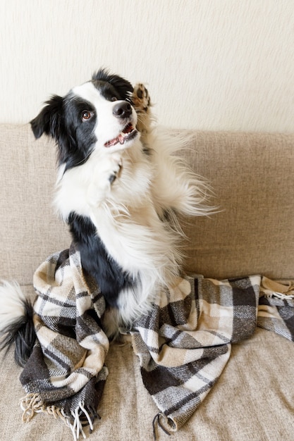 Funny puppy dog border collie lying on couch