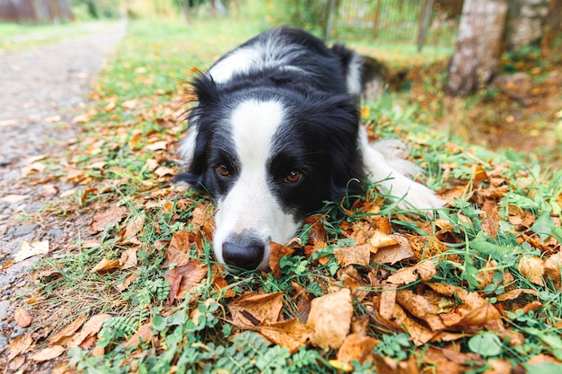 Забавный щенок бордер-колли лежа на сухих осенних листах в парке на открытом воздухе. Собака нюхает осенние листья на прогулке. Здравствуйте, осенняя концепция холодной погоды.
