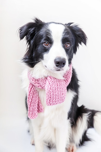 Divertente cucciolo di cane border collie indossando vestiti caldi sciarpa intorno al collo isolato