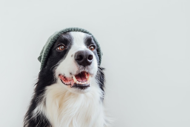 funny puppy dog border collie wearing warm knitted clothes hat isolated 