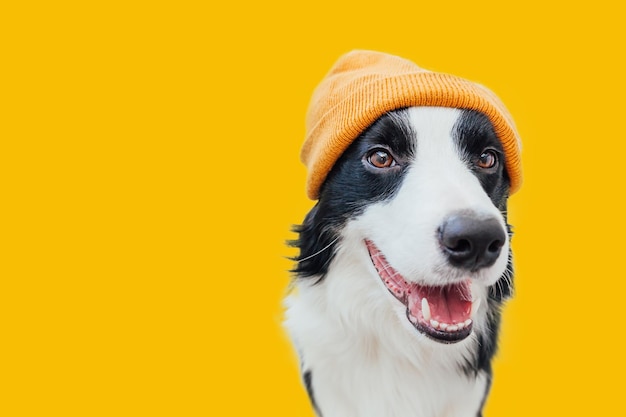 Funny puppy dog border collie wearing warm knitted clothes yellow hat scarf isolated on yellow background Winter or autumn dog portrait Hello autumn fall Hygge mood cold weather banner