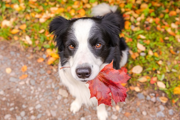 Funny puppy dog border collie with orange maple fall leaf in mouth sitting on park background outdoo...